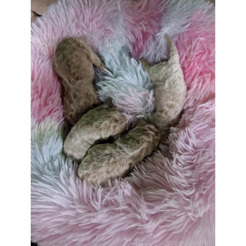 販売中の群馬県のビションプー:ビションフリーゼ×トイプードル-429930の4枚目