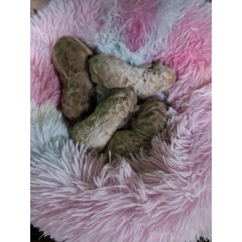 販売中の群馬県のビションプー:ビションフリーゼ×トイプードル-429930の3枚目