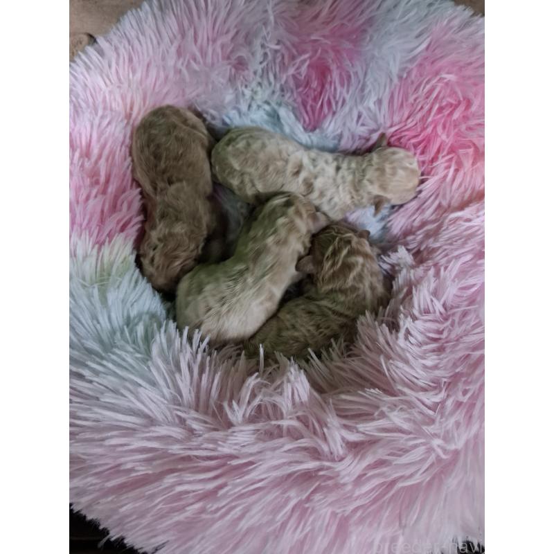 販売中の群馬県のビションプー:ビションフリーゼ×トイプードル-429930の2枚目