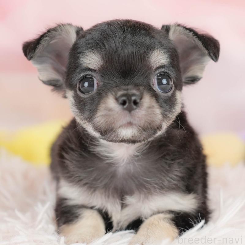 販売中の埼玉県のチワワ(ロングコート)-430301の1枚目