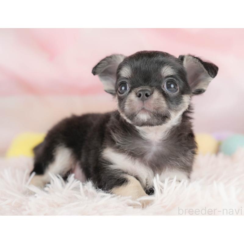 販売中の埼玉県のチワワ(ロングコート)-430301の12枚目