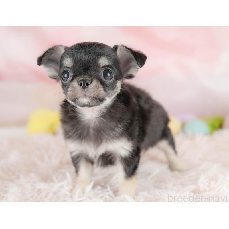 販売中の埼玉県のチワワ(ロングコート)-430301の11枚目