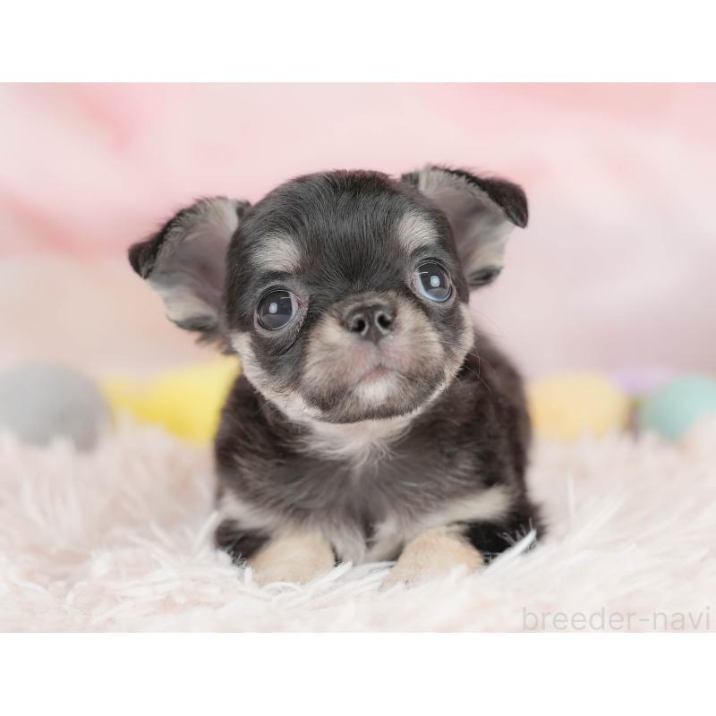 販売中の埼玉県のチワワ(ロングコート)-430301の10枚目