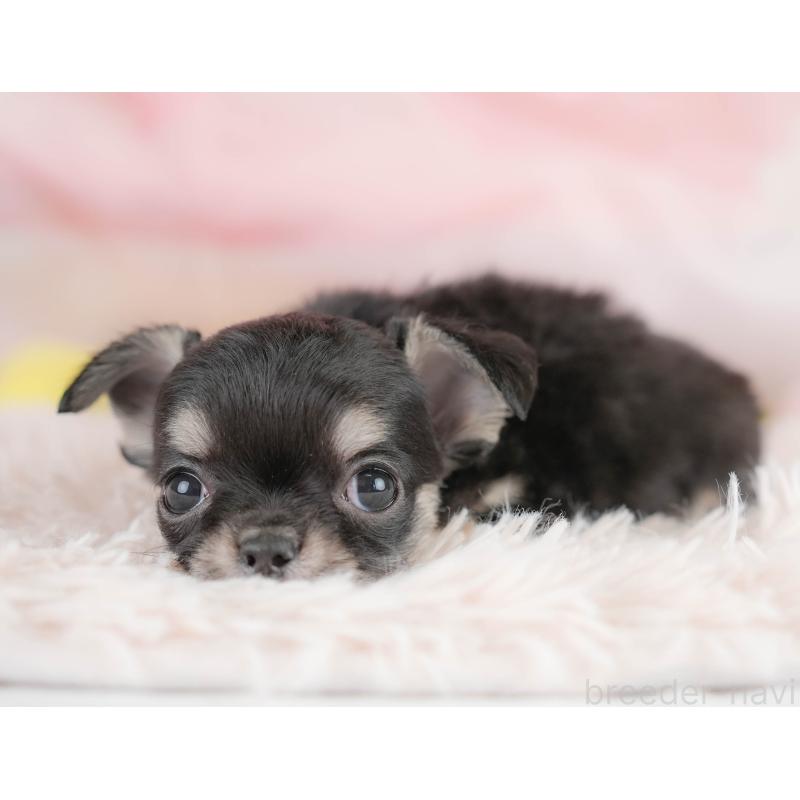 販売中の埼玉県のチワワ(ロングコート)-430301の9枚目