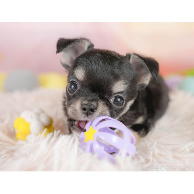 販売中の埼玉県のチワワ(ロングコート)-430301の8枚目