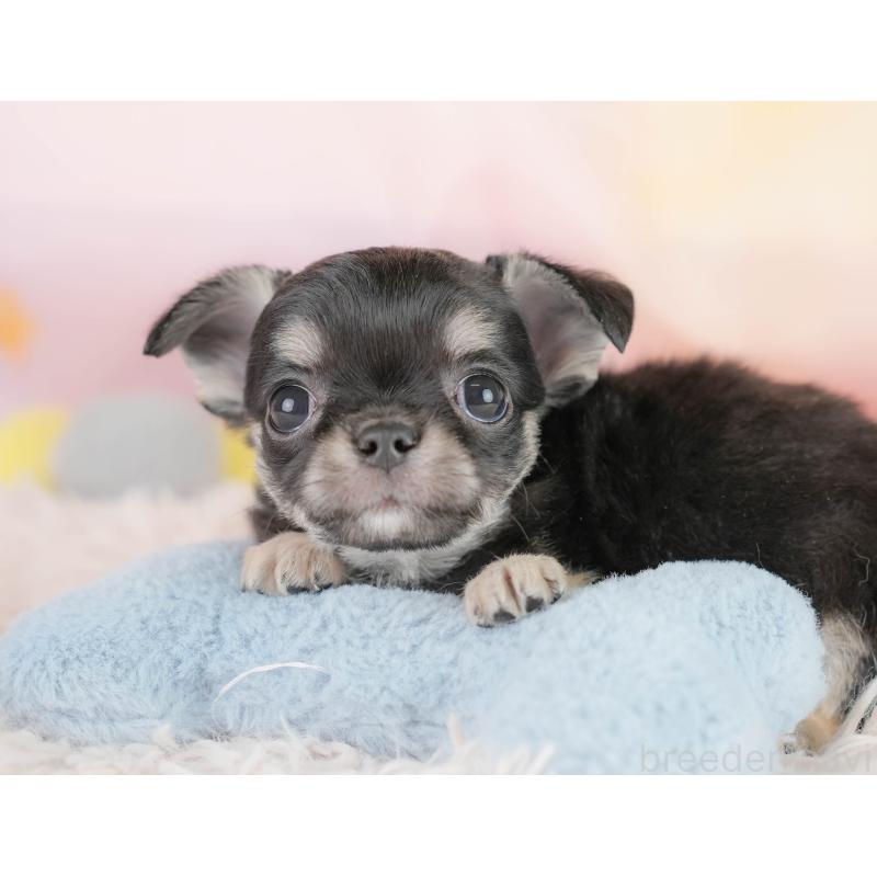 販売中の埼玉県のチワワ(ロングコート)-430301の6枚目