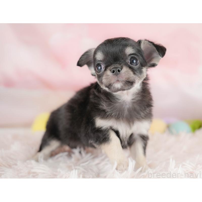 販売中の埼玉県のチワワ(ロングコート)-430301の5枚目