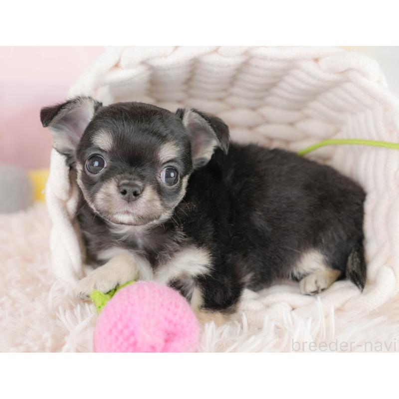 販売中の埼玉県のチワワ(ロングコート)-430301の4枚目