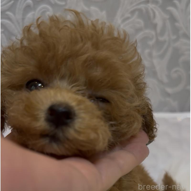 成約済の沖縄県のティーカッププードル-426947の7枚目