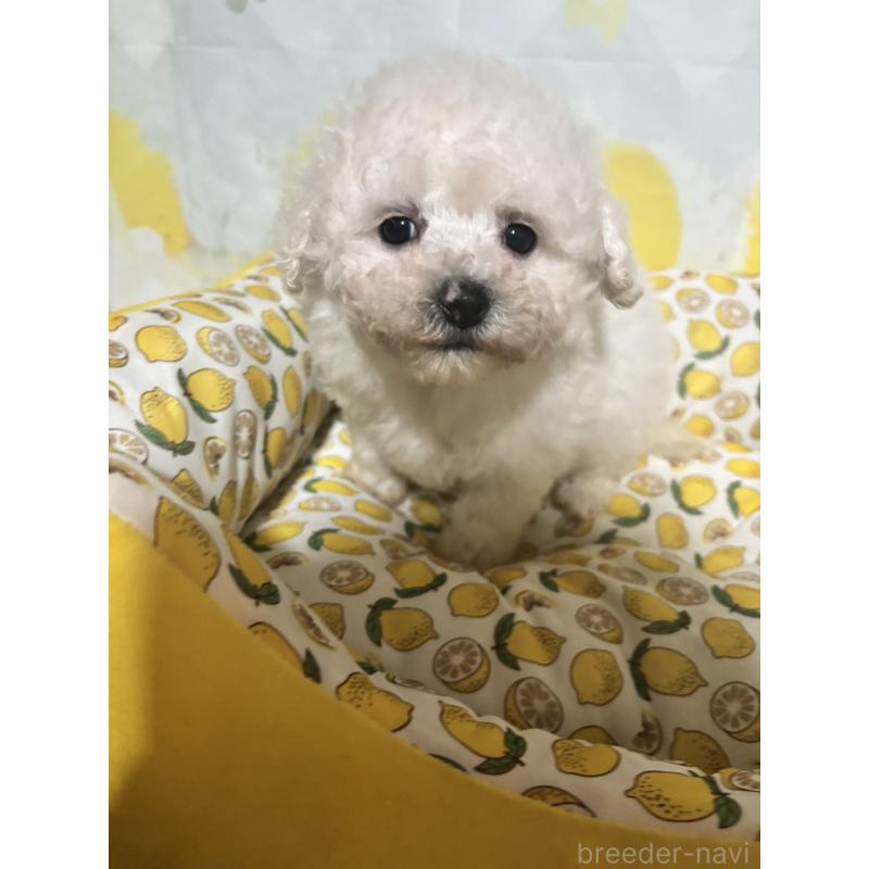 商談中の山口県のタイニープードル-427603の2枚目