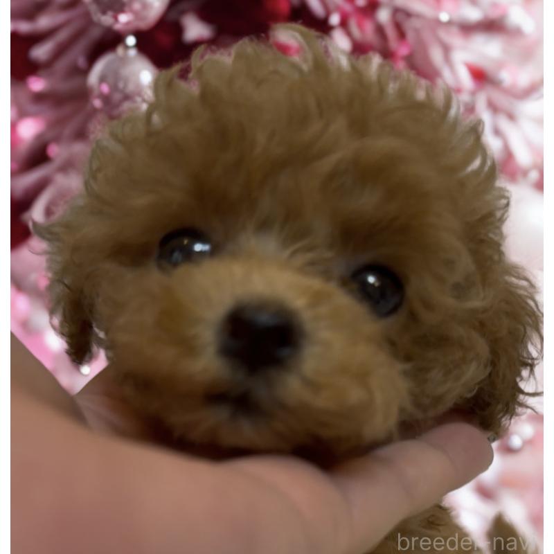 成約済の沖縄県のティーカッププードル-426947の6枚目