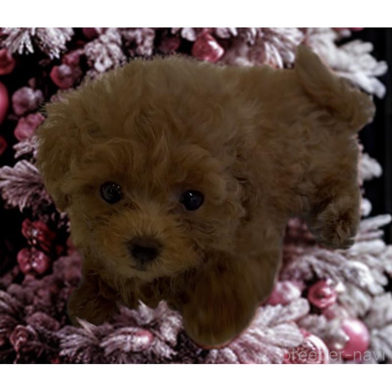 成約済の沖縄県のティーカッププードル-426947の4枚目