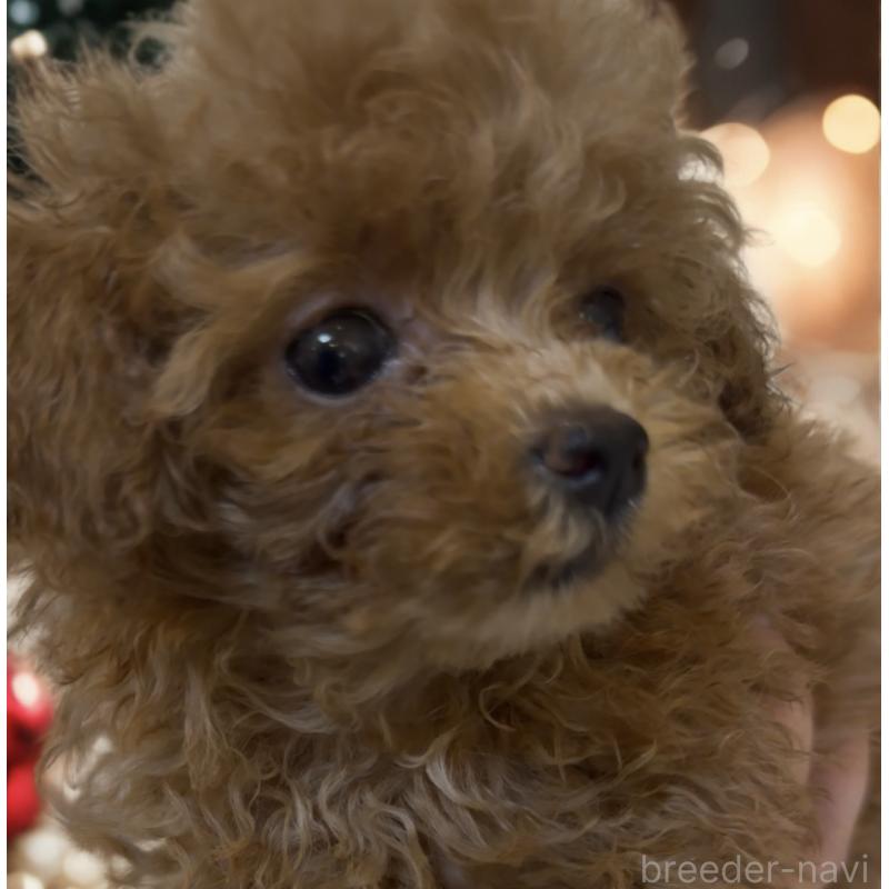 成約済の沖縄県のティーカッププードル-426947の3枚目