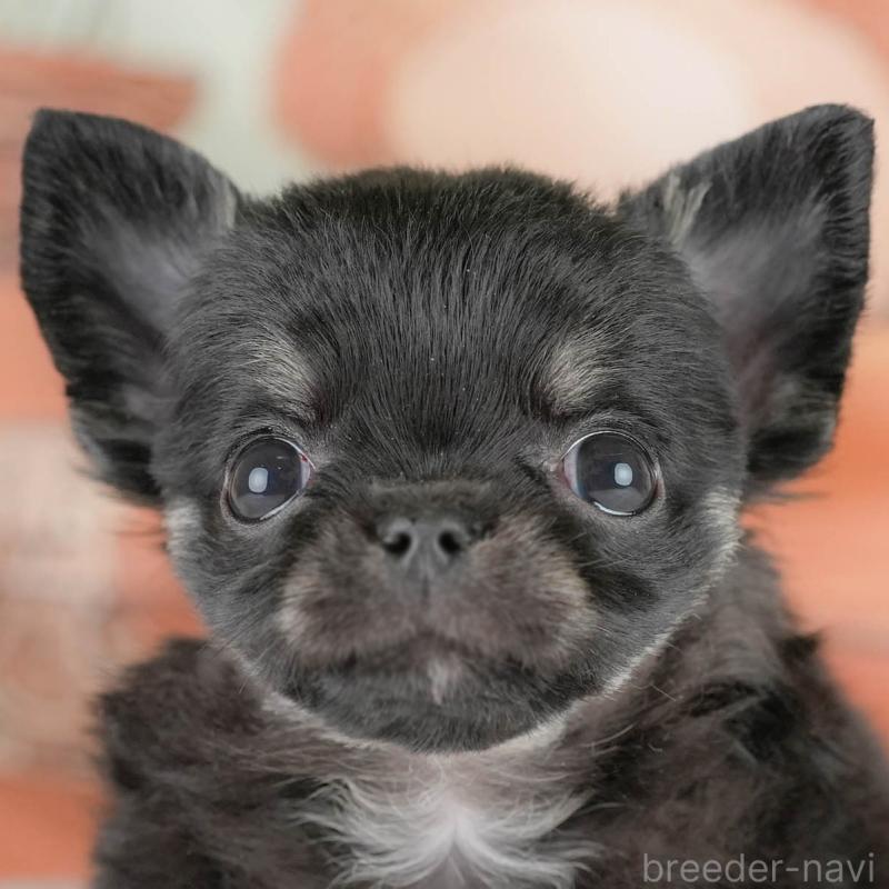 販売中の埼玉県のチワワ(ロングコート)-430300