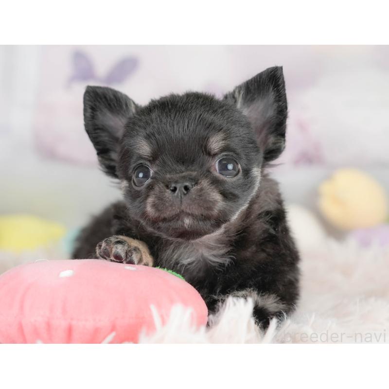 販売中の埼玉県のチワワ(ロングコート)-430300の12枚目