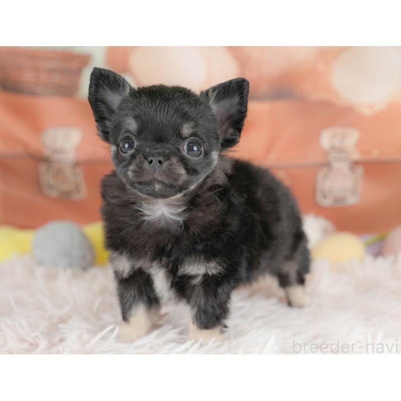 販売中の埼玉県のチワワ(ロングコート)-430300の11枚目