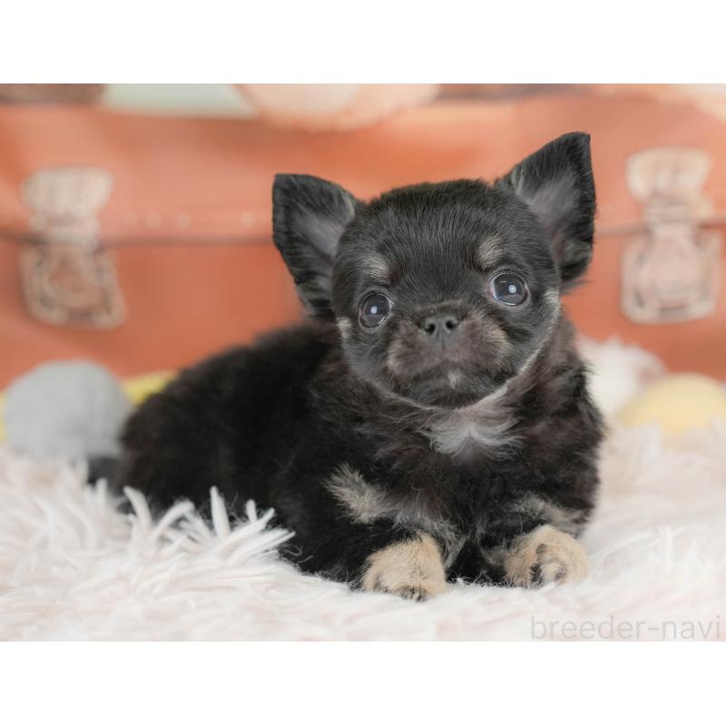 販売中の埼玉県のチワワ(ロングコート)-430300の10枚目