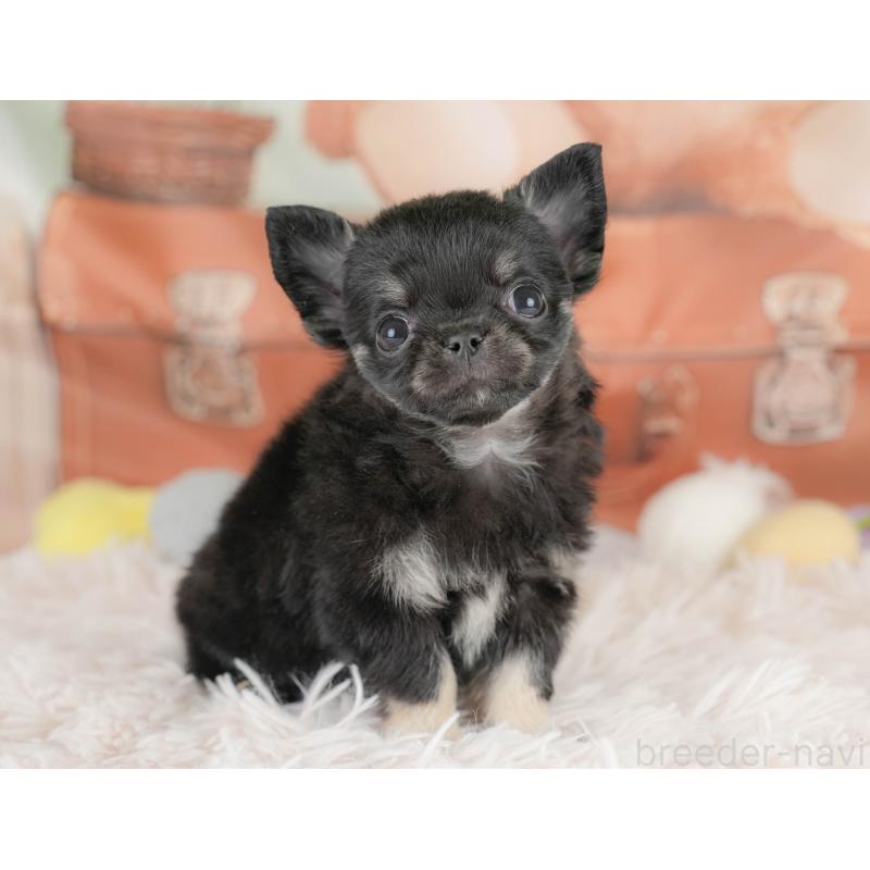 販売中の埼玉県のチワワ(ロングコート)-430300の9枚目