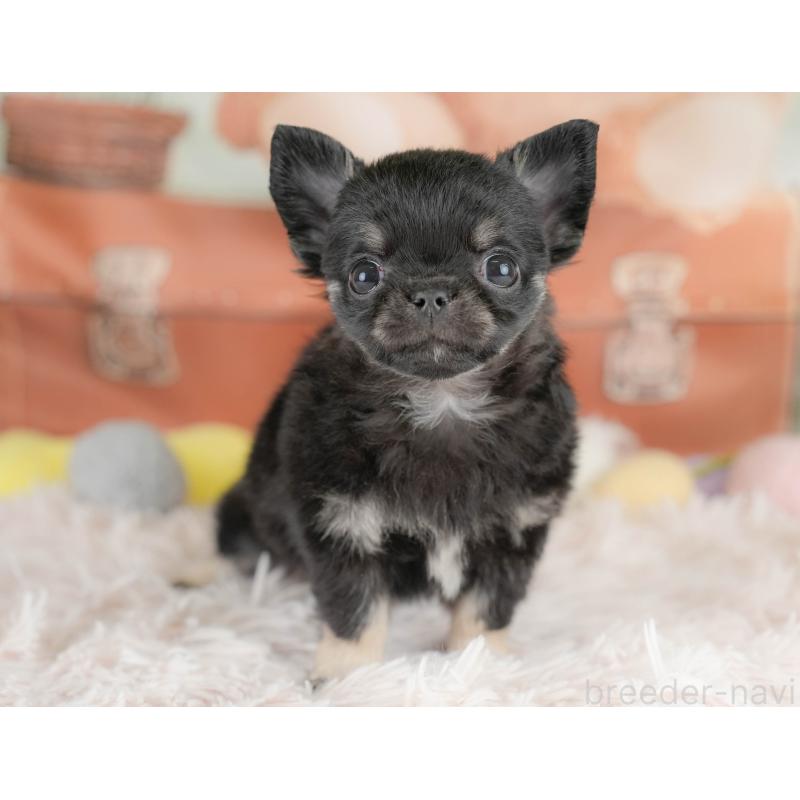 販売中の埼玉県のチワワ(ロングコート)-430300の8枚目