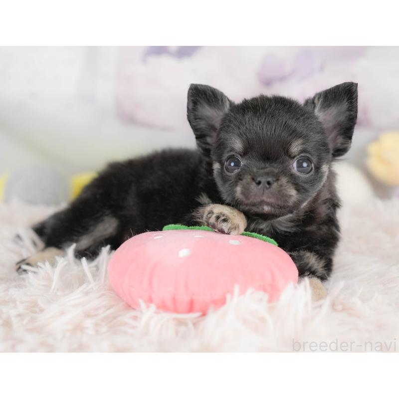 販売中の埼玉県のチワワ(ロングコート)-430300の7枚目