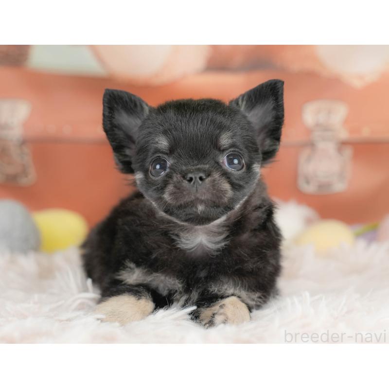 販売中の埼玉県のチワワ(ロングコート)-430300の6枚目