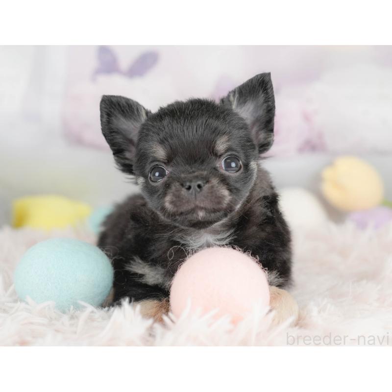 販売中の埼玉県のチワワ(ロングコート)-430300の5枚目