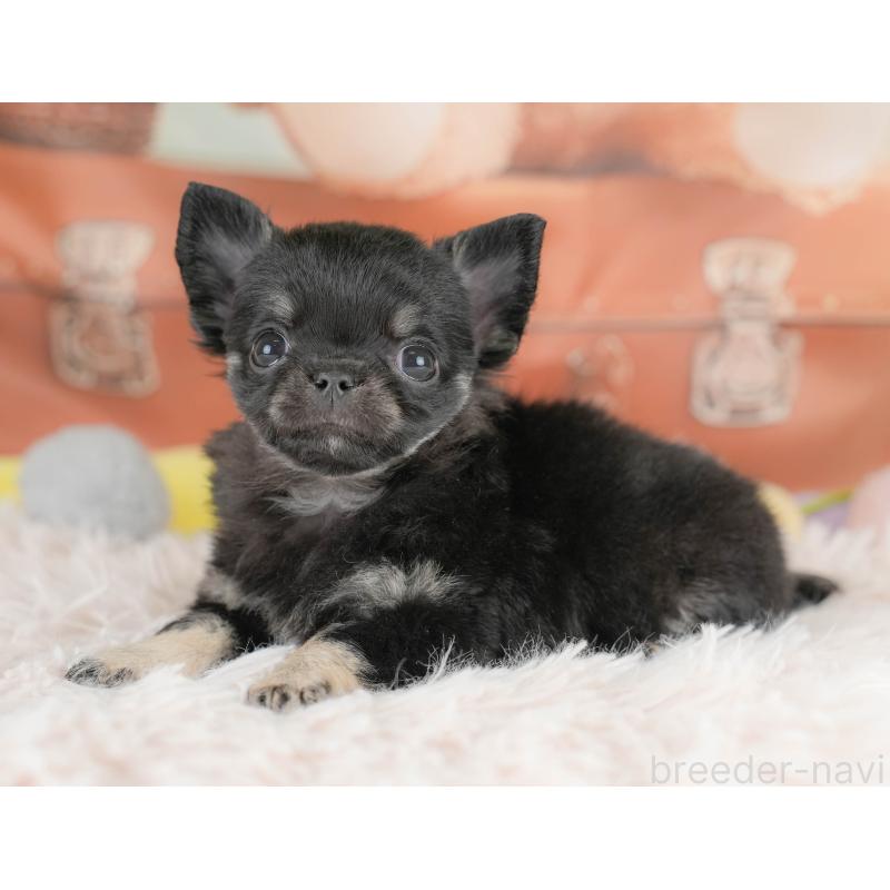 販売中の埼玉県のチワワ(ロングコート)-430300の4枚目