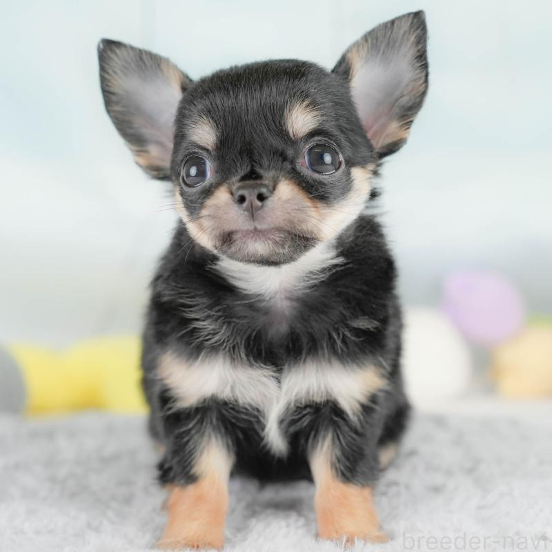 販売中の埼玉県のチワワ(ロングコート)-430299