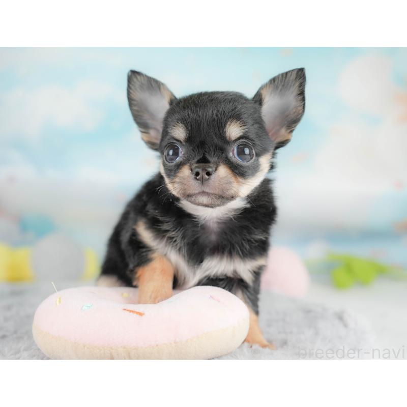 販売中の埼玉県のチワワ(ロングコート)-430299の10枚目