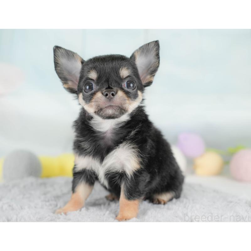 販売中の埼玉県のチワワ(ロングコート)-430299の9枚目