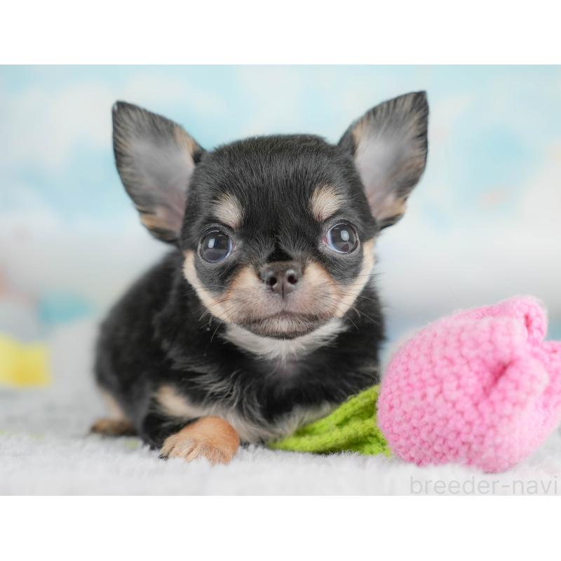 販売中の埼玉県のチワワ(ロングコート)-430299の8枚目