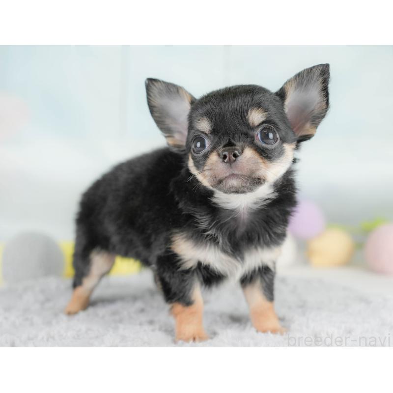 販売中の埼玉県のチワワ(ロングコート)-430299の7枚目