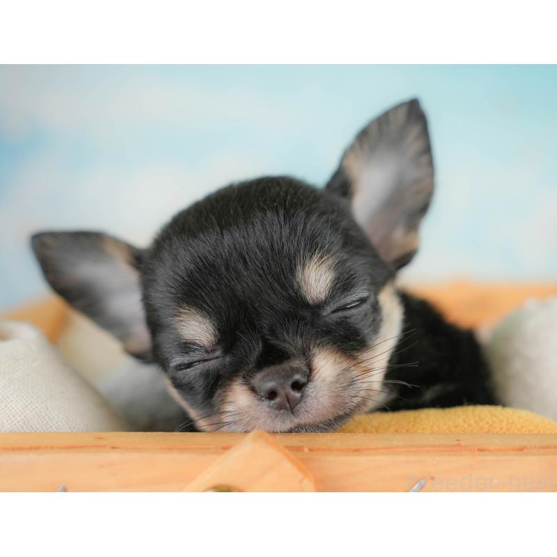 販売中の埼玉県のチワワ(ロングコート)-430299の6枚目