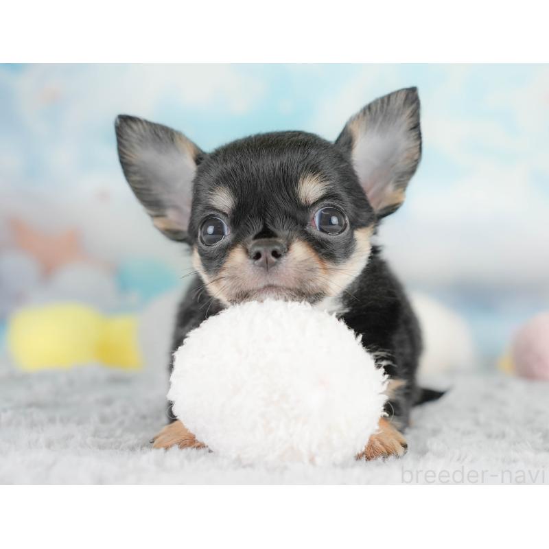 販売中の埼玉県のチワワ(ロングコート)-430299の5枚目