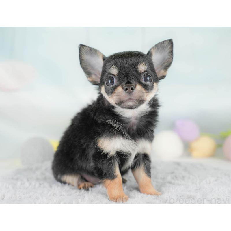 販売中の埼玉県のチワワ(ロングコート)-430299の4枚目