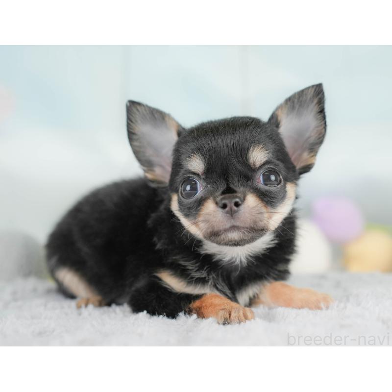 販売中の埼玉県のチワワ(ロングコート)-430299の3枚目