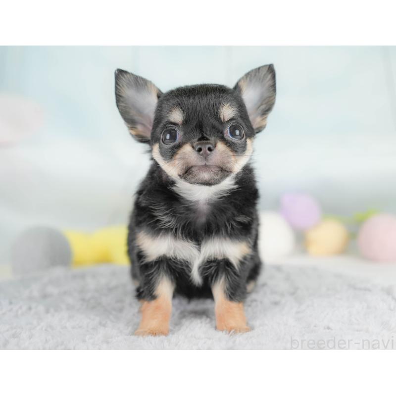 販売中の埼玉県のチワワ(ロングコート)-430299の2枚目