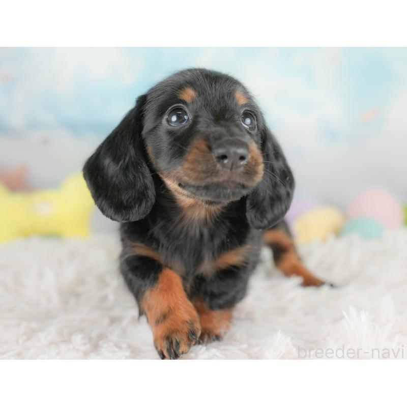 販売中の埼玉県のカニンヘンダックスフンド(ロングヘアード)-430296の10枚目