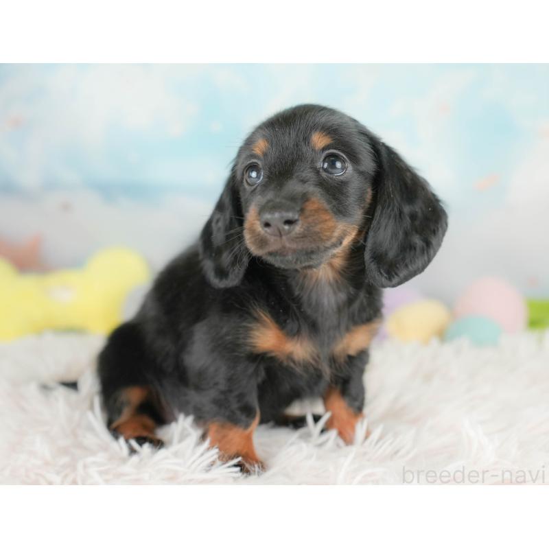 販売中の埼玉県のカニンヘンダックスフンド(ロングヘアード)-430296の8枚目