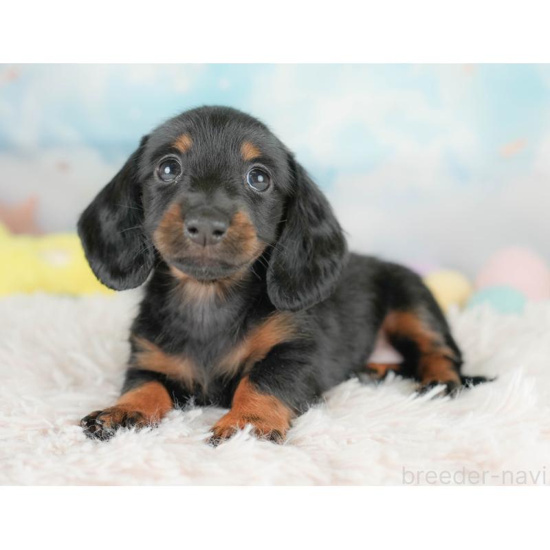 販売中の埼玉県のカニンヘンダックスフンド(ロングヘアード)-430296の7枚目