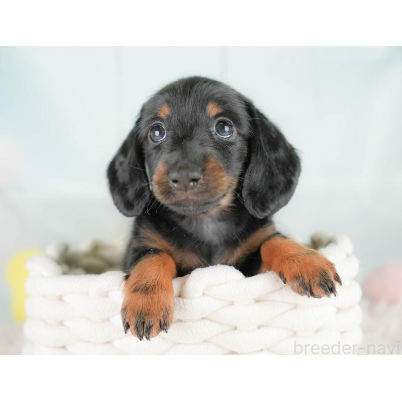 販売中の埼玉県のカニンヘンダックスフンド(ロングヘアード)-430296の6枚目