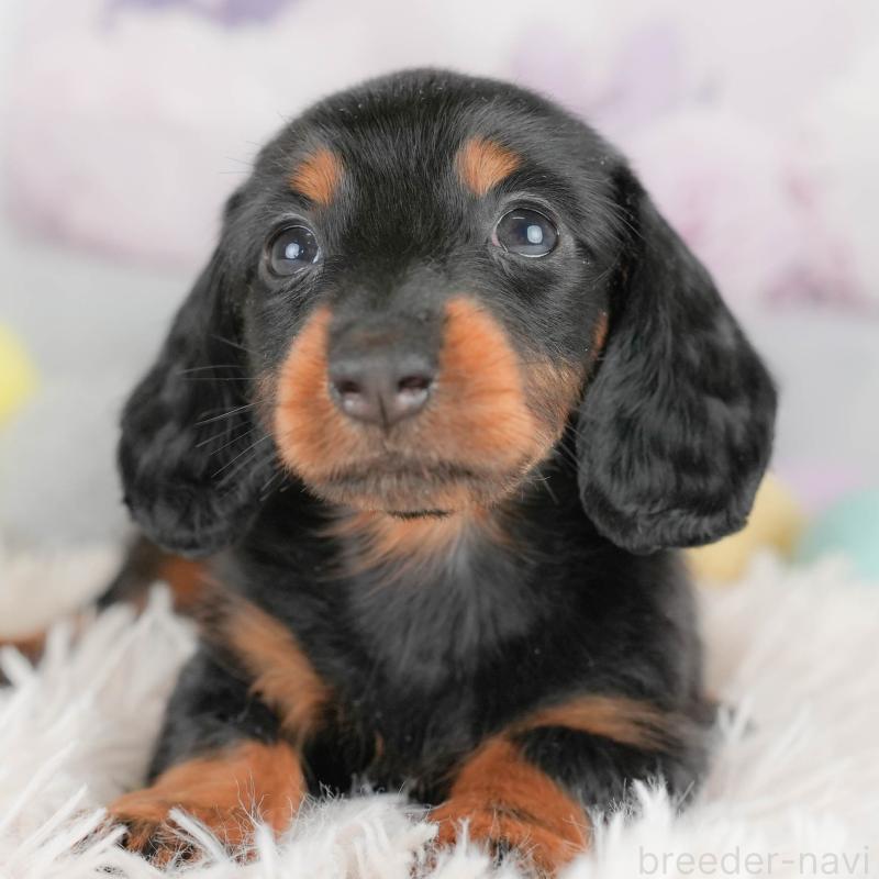 販売中の埼玉県のカニンヘンダックスフンド(ロングヘアード)-430294