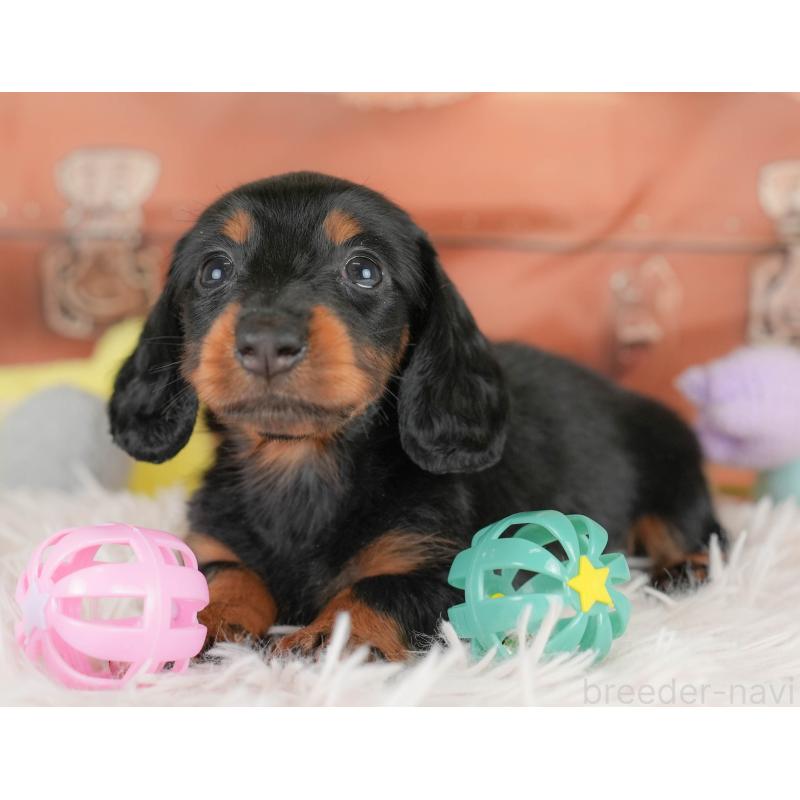 販売中の埼玉県のカニンヘンダックスフンド(ロングヘアード)-430294の12枚目