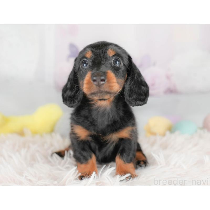 販売中の埼玉県のカニンヘンダックスフンド(ロングヘアード)-430294の11枚目