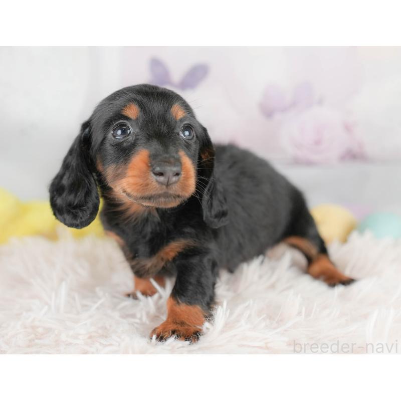 販売中の埼玉県のカニンヘンダックスフンド(ロングヘアード)-430294の10枚目