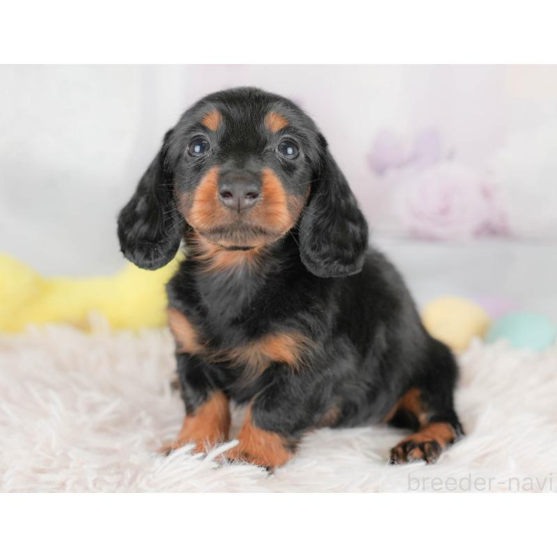 販売中の埼玉県のカニンヘンダックスフンド(ロングヘアード)-430294の7枚目