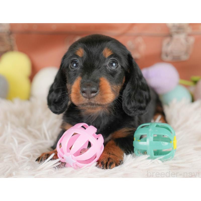 販売中の埼玉県のカニンヘンダックスフンド(ロングヘアード)-430294の6枚目