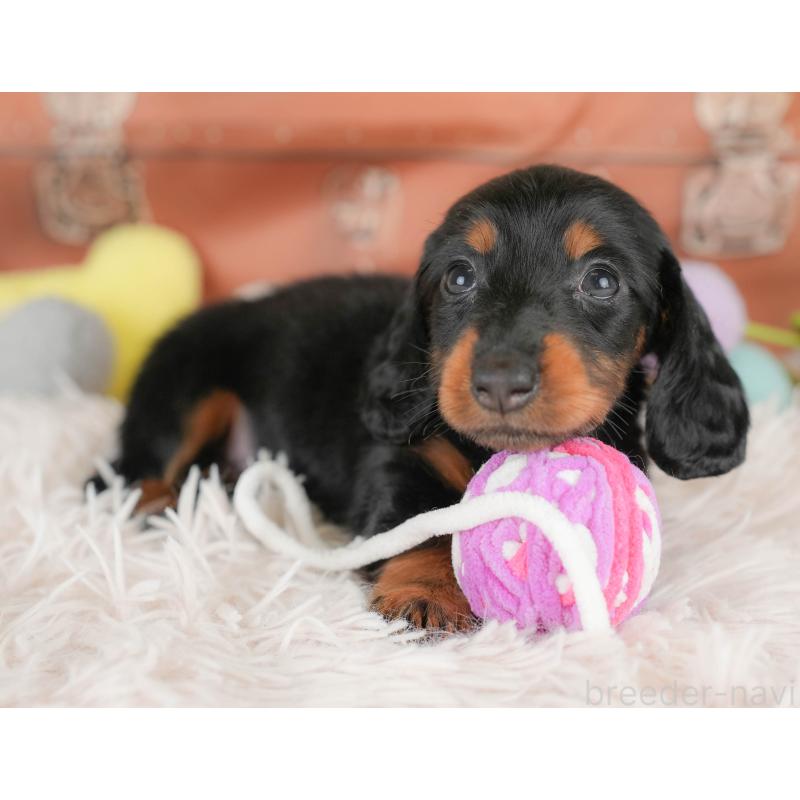 販売中の埼玉県のカニンヘンダックスフンド(ロングヘアード)-430294の4枚目