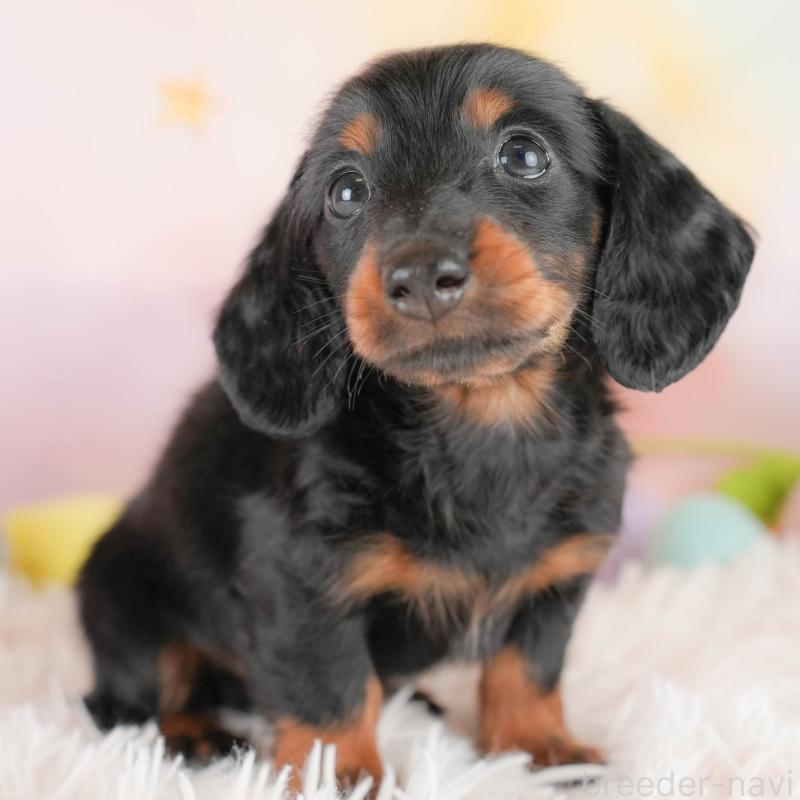 販売中ののカニンヘンダックスフンド(ロングヘアード)-430291