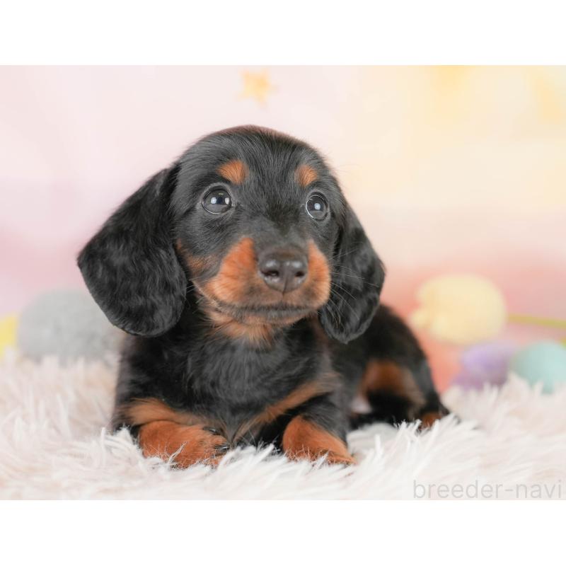 販売中の埼玉県のカニンヘンダックスフンド(ロングヘアード)-430291の12枚目